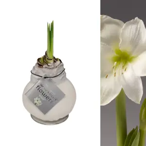 Amaryllis White Waxed Bulb Live Houseplant in Gift Sleeve - Indoor Hippeastrum Growing Bulb - Christmas Gift Idea for Plant Lovers