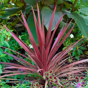 Cordyline Torbay Red - Evergreen Cabbage Palm, Red Leaves, Low Maintenance (25-35cm Height Including Pot)