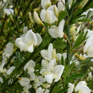 Cytisus Albus - Abundant White Flowers, Hardy Shrub, Low Maintenance (20-30cm Height Including Pot)