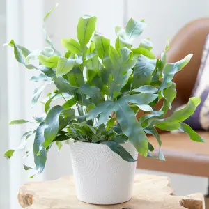 Phlebodium Blue Star - Fern Houseplant in 12cm Pot, Unique Blue-Green Foliage, Easy Care (25-35cm)