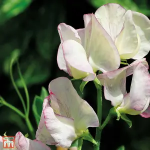 Sweet Pea Fragrant (T&M Prize Strain Mix) 1 Seed Packet (20 Seeds)