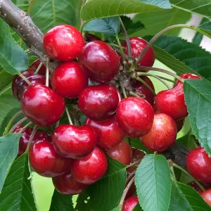 Cherry Stella - Fruit Tree, Outdoor Garden Plant Patio Trees (4-5ft Height, 7.5L Pot)