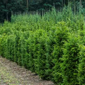 Taxus Baccata Garden Plant - Evergreen, Compact Size (20-40cm, 25 Plants)