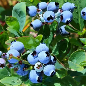 Vaccinium Nelson - Hardy Fruit Shrub, Blueberry Fruits, Low Maintenance (20-30cm Height Including Pot)