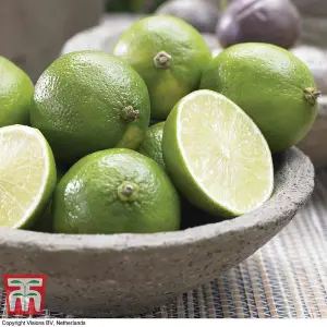 Citrus Fruit Tree - Lime 'Tahiti' - 5 Litre Potted Plant x 1