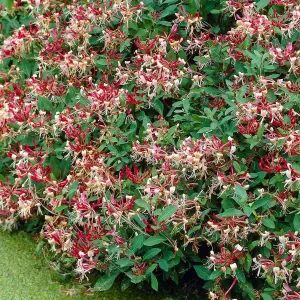 Lonicera Serotina Garden Plant - Fragrant Flowers, Compact Size (20-30cm Height Including Pot)