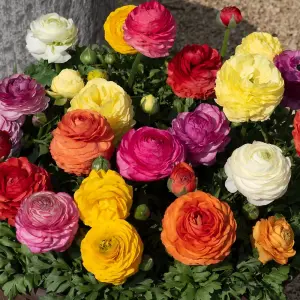 Ranunculus Mixed 50 Bulbs - Summer Flowering