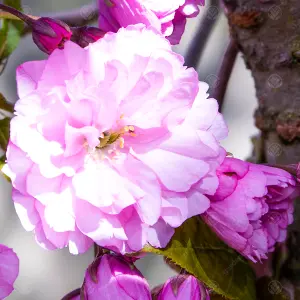 Prunus Pink Perfection Tree - Double Pink Flowers, Ornamental, Hardy (5-6ft)