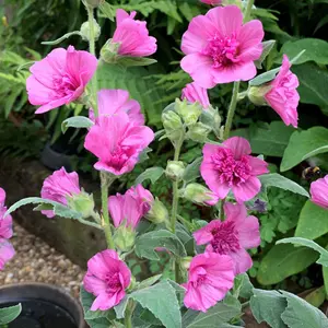 Lavatera Princess Pink - Delicate Pink Blooms, Outdoor Plant (15-30cm Height Including Pot)