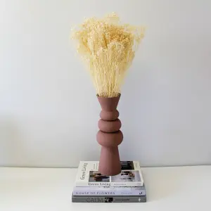 White Bleached Broom Bloom Bunch - 60cm in Height - Dried Flowers - For Home Décor - Flower Arranging