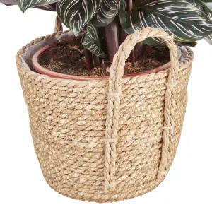 Verve Calathea pinstripe in Natural Seagrass Decorative pot 19cm