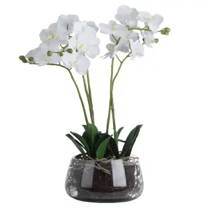 Hill Interiors Orchid In Gl Pot Green (One Size)