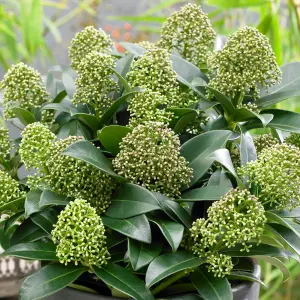 Skimmia Fragrant Cloud Garden Plant - Compact, Fragrant Blooms (30-40cm Height Including Pot)