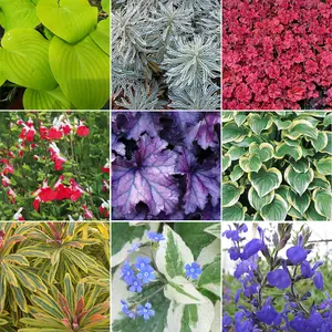 Herbaceous Plant Mix - Beautiful Collection of Outdoor Plants, Ideal for UK Gardens, 9cm Pots (3 Pack)