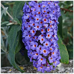 Buddleia davidii 'Empire Blue' in 9cm Pot Buddleja Butterfly Bush