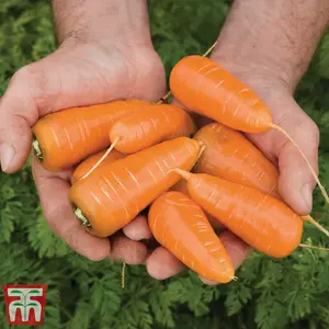 Carrot Caracas 1 Seed Packet (400 Seeds)