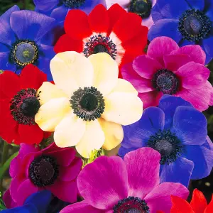 Anemone De Caen Mixed Flowering Bulbs - Vibrant Blooms (25 Pack)