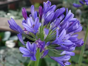 Agapanthus 'Brilliant Blue' (African Lily) in 9cm Pot - Vibrant Colouring