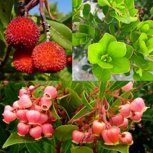 2 x Arbutus unedo Rubra in 9cm Pots - Bushy Evergreen Pink Strawberry Tree Shrub