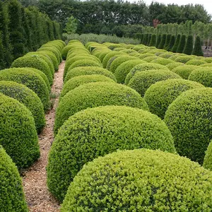 Boxwood Common Box Shrub Plant Buxus Sempervirens 3L Pot 20cm Ball