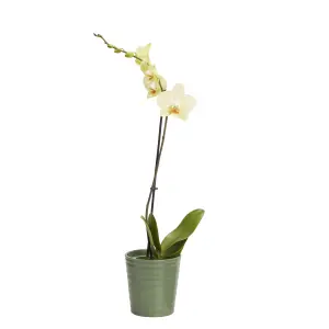 GoodHome Single Stem Moth orchid in Assorted Ceramic Decorative pot 12cm