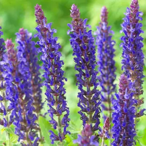 Gardeners Dream Salvia East Friesland (9cm)