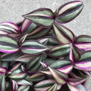 Tradescantia Quadricolor Houseplant - Ideal Tabletop Home Office Inch Plant, Low Maintenance Houseplant (15-25cm)