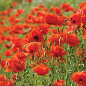 Poppy Flanders 1 Packet (2000 Seeds)