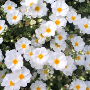 Cistus Corbariensis - Evergreen, White Flowers, Compact Size (20-30cm Height Including Pot)