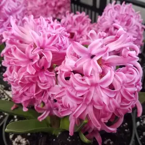 Hyacinth Pink Bulb Trio in 12cm Pot - Three Easy to Grow Hyacinthus Bulbs Growing in Pot - Fragrant Indoor Flowering Plant