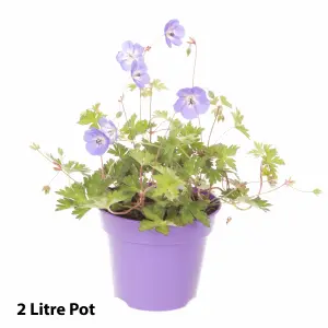 Hardy Geranium 'Rozanne' in a 2L Pot - RHS Plant of The Centenary - Drought Tolerant