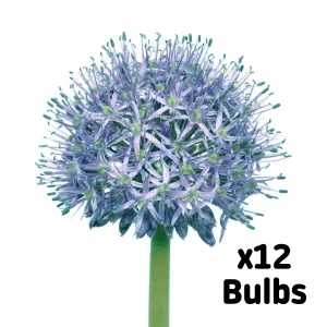 Allium Caeruleum 12 Flower bulbs