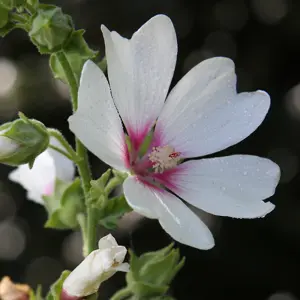 Lavatera Mary Hope Garden Plant - White and Pink Blooms, Compact Size (20-30cm, 3 Plants)