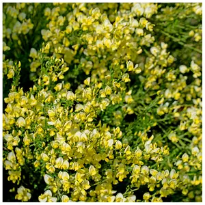 Cytisus 'Luna' Broom Plant In 3L Pot, Stunning Fragrant White/Yellow Flowers 3FATPIGS