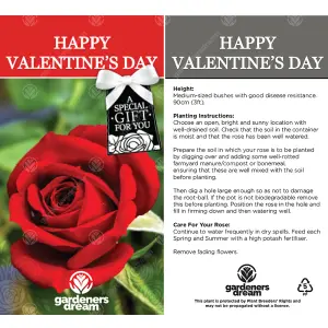 Happy Valentine's Day Red Rose - Outdoor Plant, Ideal for Gardens, Compact Size