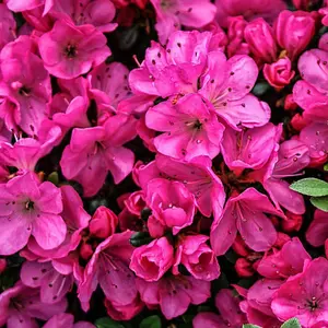 Azalea Anne Frank - Evergreen Shrub, Spring Blooms (20-30cm Height Including Pot)