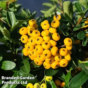 Pyracantha Sunny Star 3 Litre Pot x 1