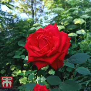 Rose Breeders Choice Red 1 Bare Root Plant