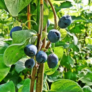 Honeysuckle Honeyberry Boreal Beauty Fruit Bush Lonicera Shrub Plant 3L Pot