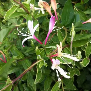 Lonicera japonica Dart's World White Flowering Climbing Plant 60cm Cane 3L Pot