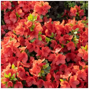 Azalea / Rhododendron Geisha Orange In 9cm Pot, Stunning Orange Flowers