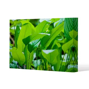 Green leaf background abstract of nature (Canvas Print) / 77 x 51 x 4cm