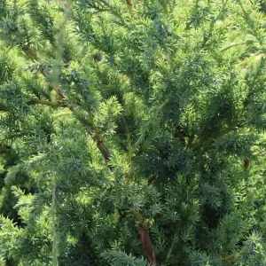 Juniperus Blue Alps Garden Plant - Blue-Green Foliage, Compact Size (20-30cm Height Including Pot)