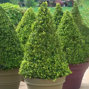 Buxus Pyramid Evergreen Shrub - Ideal for Formal Gardens (50-60cm)