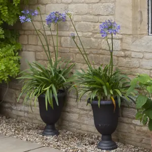 Agapanthus Blue' (African Lily) in 9cm Pot