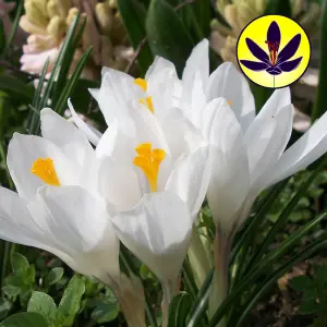 Crocus White Flowering Bulbs - Pure White Blooms, 25 Pack