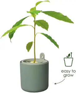 Elho Amazing Avocado Pot Grow Your Own Kit for Avocado Plant Leaf Green