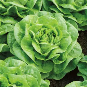 Lettuce Butterhead Brighton 1 Seed Packet