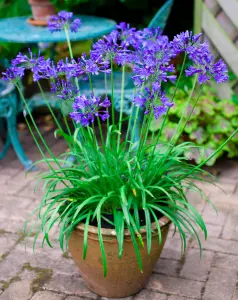 Agapanthus 'Brilliant Blue' (African Lily) in 9cm Pot - Vibrant Colouring