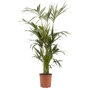 Verve Kentia Palm in Plastic Grow pot 24cm